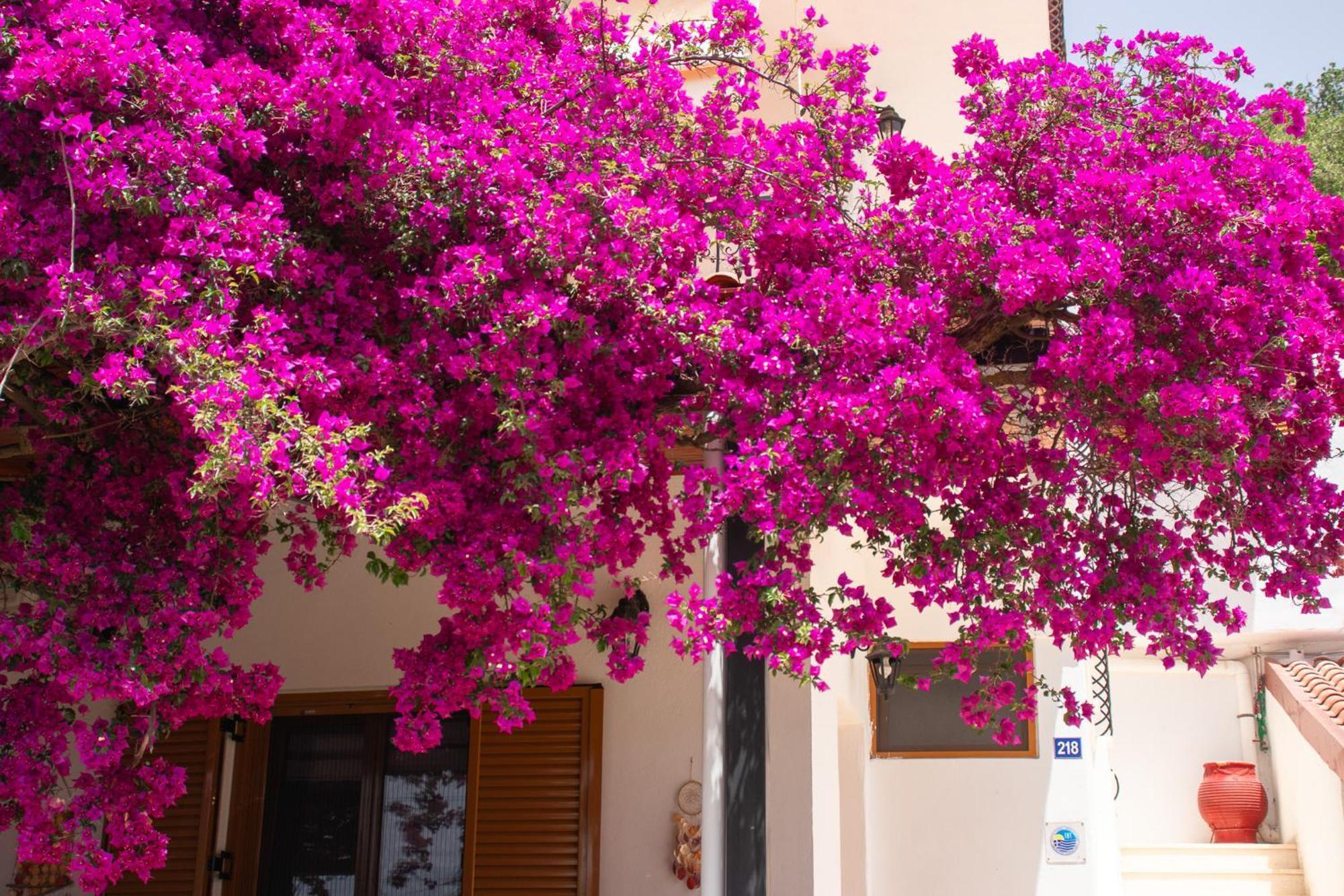 Villa Sissy Studios & Apartments Syvota Exterior foto