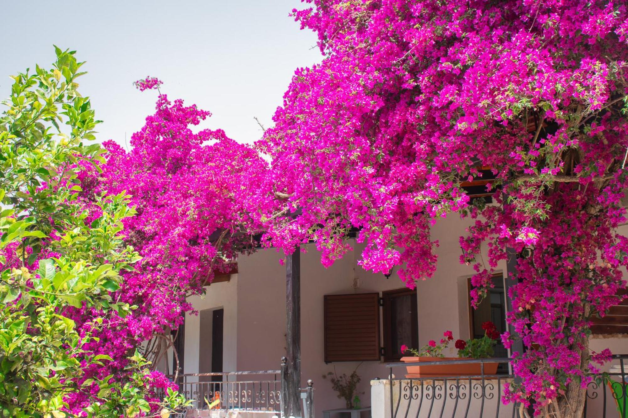 Villa Sissy Studios & Apartments Syvota Exterior foto